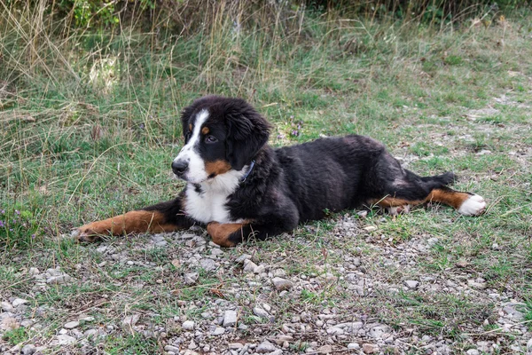 Bernese bergshund valp — Stockfoto