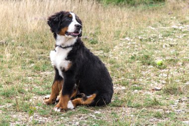 Bernese dağ köpeği yavrusu.