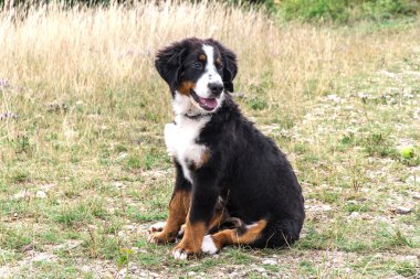 Bernese dağ köpeği yavrusu.