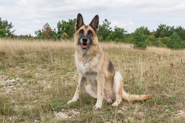 Alman çoban köpeği Yetişkin — Stok fotoğraf