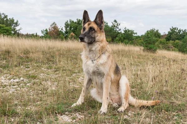 Alman çoban köpeği Yetişkin — Stok fotoğraf