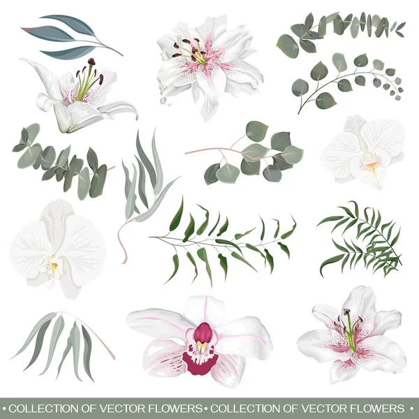 Blumen und Pflanzen auf weißem Hintergrund — Stockvektor