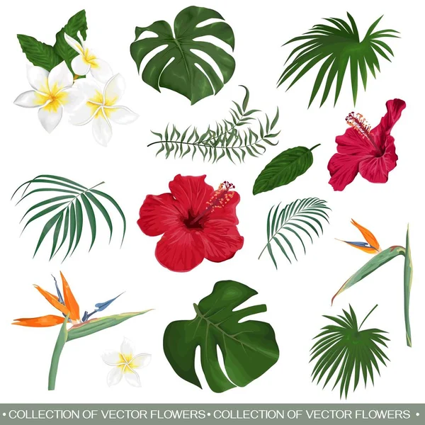 Vektorset aus tropischen Blumen und Blättern — Stockvektor