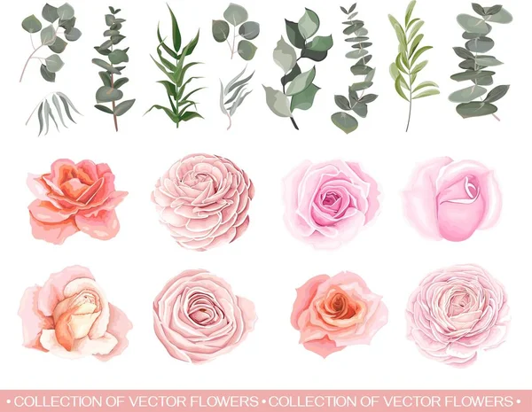Vektor-Set von Blumen und Kräutern — Stockvektor