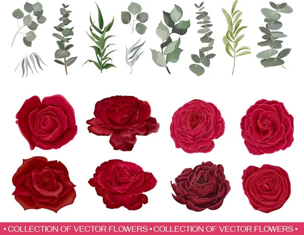 Rosas rojas, varias plantas, hojas, hierba. — Vector de stock