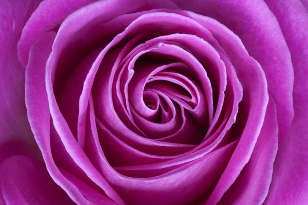 pembe Gül