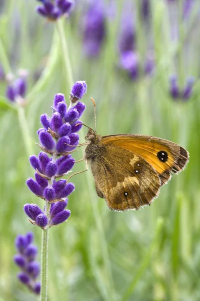 Gatekeeper Butterfly (Pyronia tithonus) on Lavandula — Stock Photo, Image