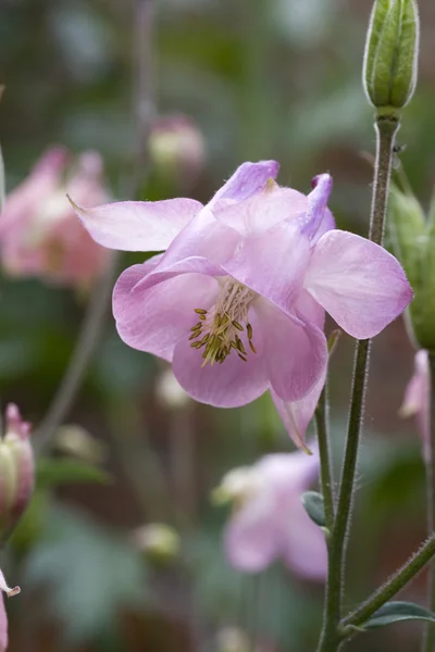 Aquilegia 寻常型 — 图库照片