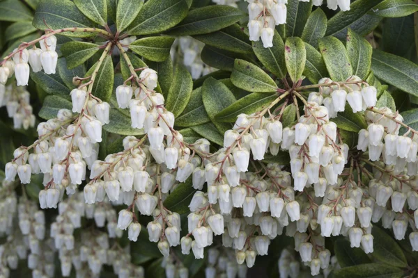 Pieris 'Forest Flame' — Stock Photo, Image