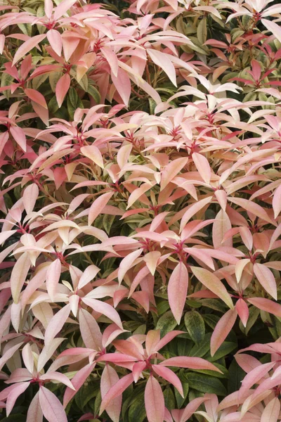 Pieris 'Llama del Bosque' — Foto de Stock