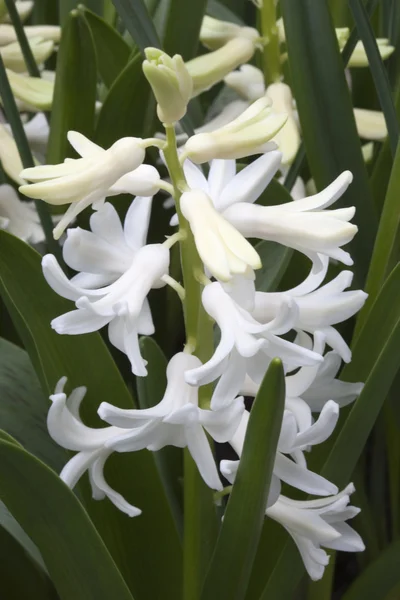 Hyacinthus orientalis 'Carneigie' — Fotografia de Stock