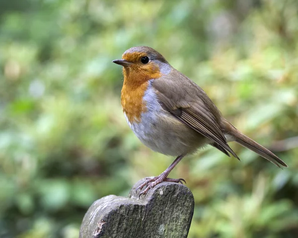 Robin perched on a park bench