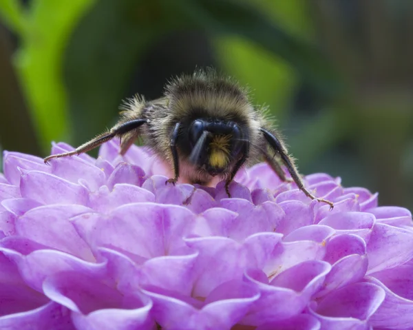 Abeja en una Dahlia Pompon —  Fotos de Stock