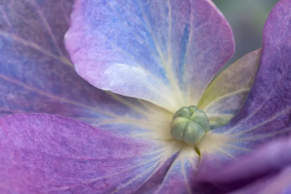 Hydrangea hortensia blauw — Stockfoto