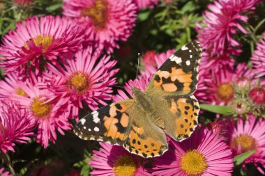 Aster Painted Lady kelebeği (Vanessa cardui)