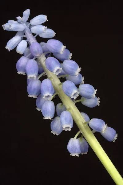 Uva Muscari jacinto — Fotografia de Stock