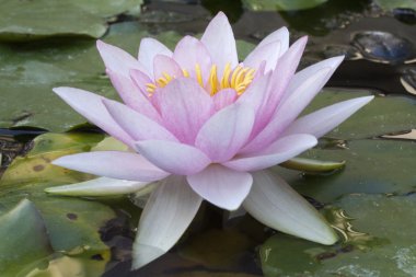 Pembe solgun nilüfer (Nymphaea)