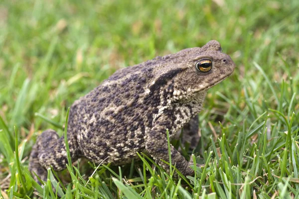 Toad in amongst green grass — Stock Photo, Image