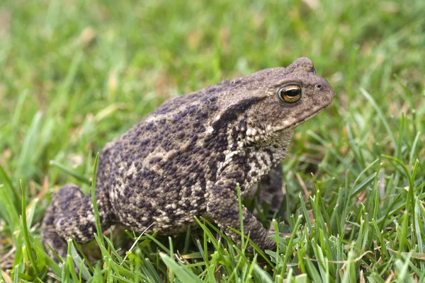 Padden onder groen gras — Stockfoto