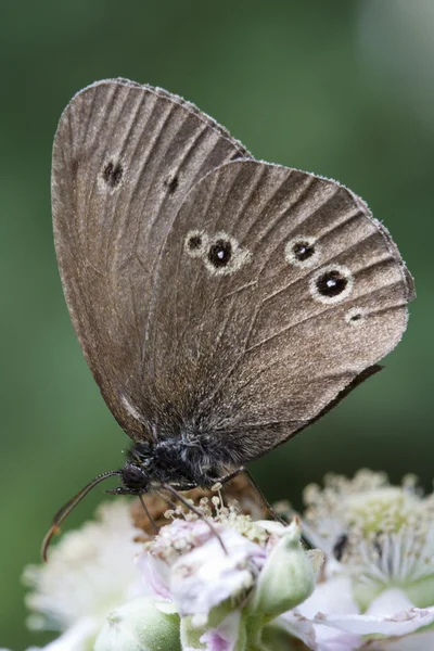 Przestrojnik trawnik motyl (Aphantopus hyperantus) na Bramble kwitnąć — Zdjęcie stockowe