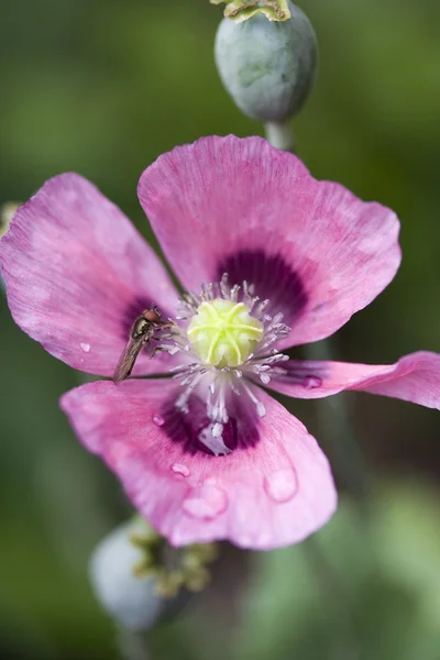 Envolez-vous sur Papaver Somniferum Poppy — Photo