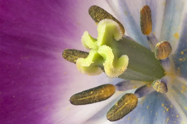 Close-up foto van een roze tulp — Stockfoto