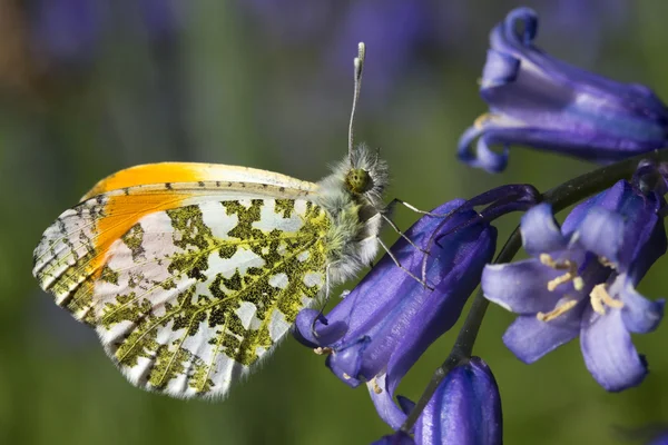 Bir bluebell erkek Turuncu İpucu kelebeği (anthocharis cardamines) — Stok fotoğraf