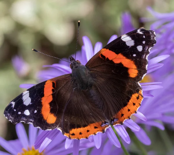 Red Admiral Butterfly Vanessa Atalanta Purple Aster Frikartii Monch — Stock Photo, Image