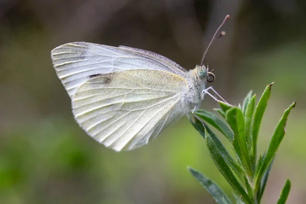 Imagen Cerca Una Pequeña Mariposa Blanca Pieris Rapae — Foto de Stock