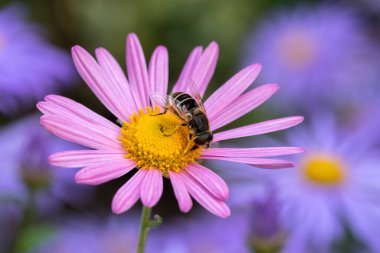 Kasımpatı üzerinde uçan sinek 'Cara Curtis'