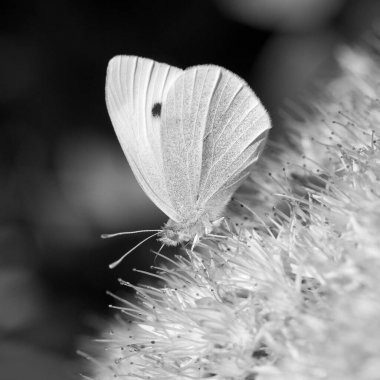 Sedum Spectabile 'Parlak' taki Küçük Beyaz Kelebek 'in (Pieris rapae) siyah beyaz görüntüsü (A))