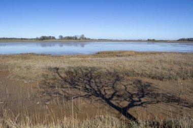 Blyth nehri boyunca bir ağacın gölgesi Suffolk, İngiltere, Birleşik Krallık