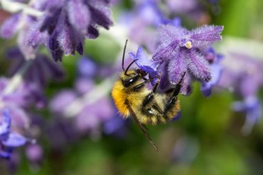 Salvia 'Blue Spire' da küçük arı (Rus bilgesi, perovskia) 