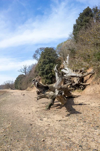 Dead Fallen Trees Beach Nacton Foreshore Suffolk England United Kingdom — Stockfoto