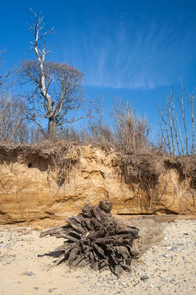 Roots Dead Tree Benacre Beach Suffolk Αγγλία Ηνωμένο Βασίλειο — Φωτογραφία Αρχείου