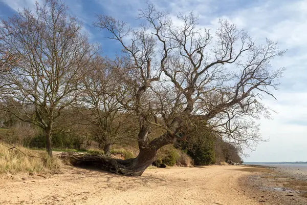 Fallen Tree Still Growing Beach Nacton Foreshore Suffolk England United - Stock-foto
