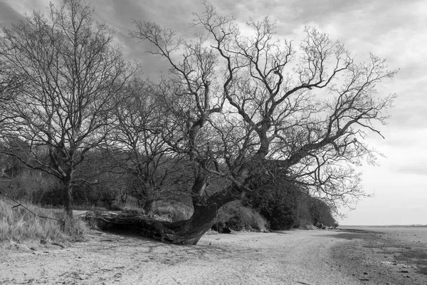 Black and white image of a fallen tree that is still growing on the beach at Nacton Foreshore, Suffolk, England, United Kingdom