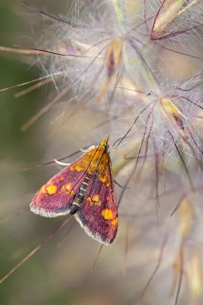 Mint Moth Pyrausta Aurata Pennisetum Orientale Fountain Grass — Stock Photo, Image