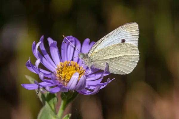 Close Image Small White Butterfly Pieris Rapae Aster Frikartii Monch — Stock Photo, Image