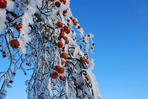 Appels in de sneeuw Stockfoto