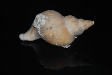 kabuk ayna görüntüsü