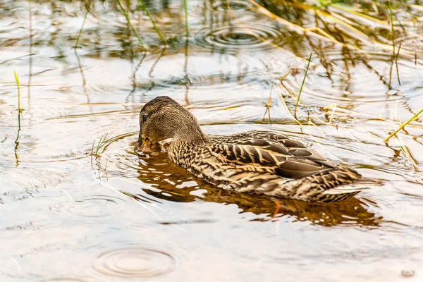 Pato de natação — Fotografia de Stock