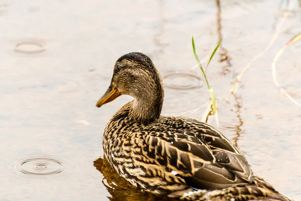 Pato nadador bajo la lluvia — Foto de Stock