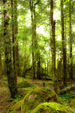 çam ormanı içinde güneş ışığı