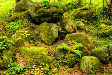 çam ormanı içinde kayalar