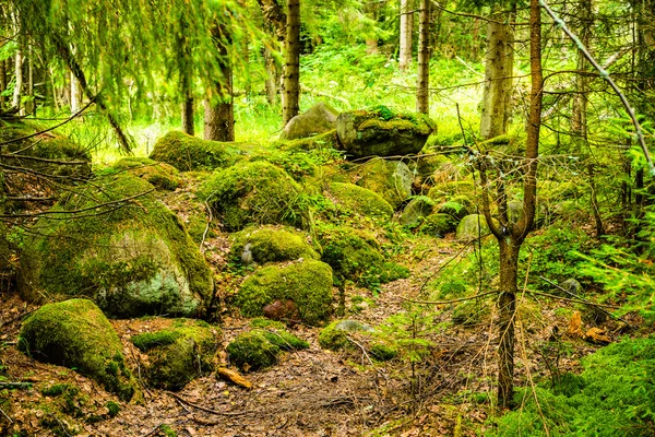 Foresta di pino — Foto Stock