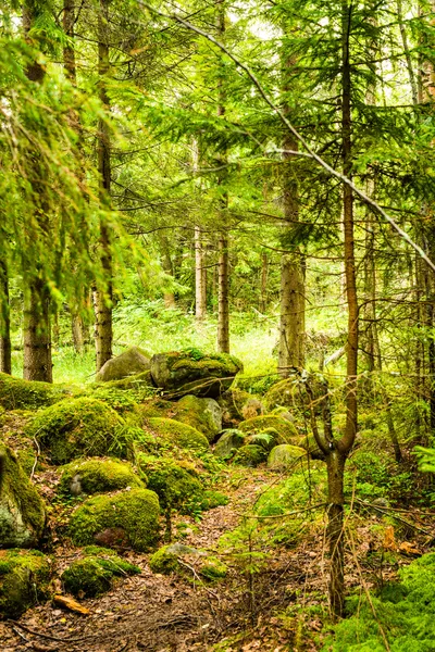 Sentiero nella pineta — Foto Stock