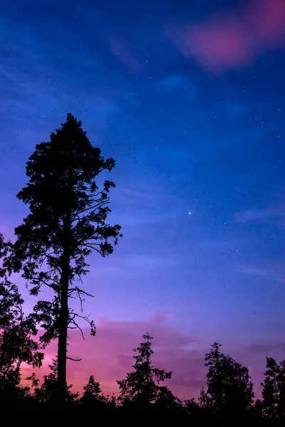 Árbol en el cielo nocturno — Foto de Stock