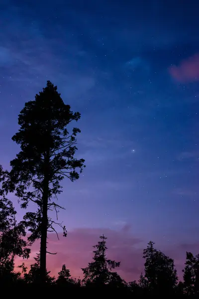 Árbol en el cielo nocturno — Foto de Stock