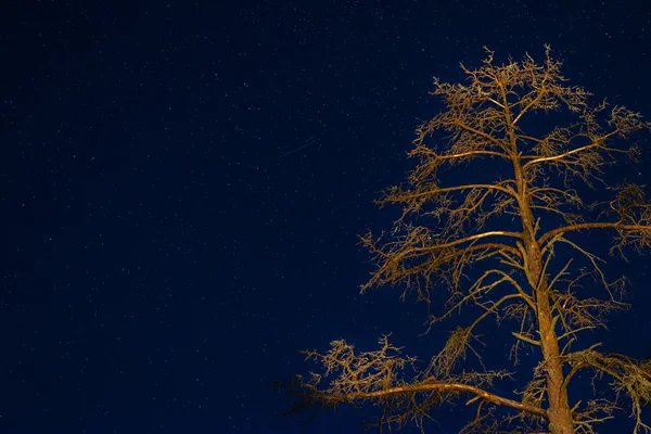 Árbol muerto en el cielo nocturno — Foto de Stock